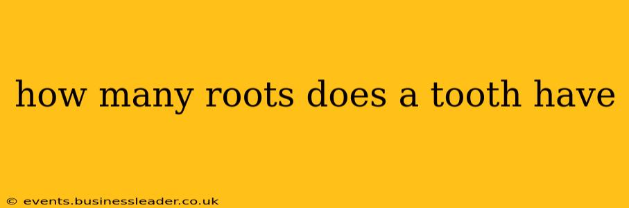 how many roots does a tooth have