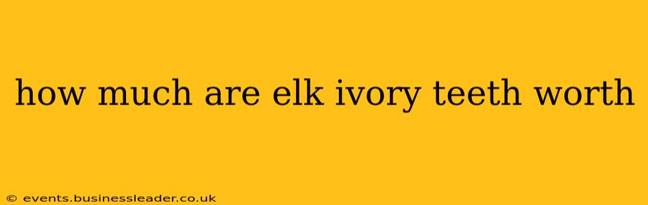 how much are elk ivory teeth worth