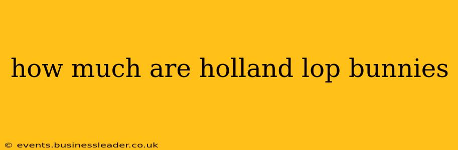 how much are holland lop bunnies
