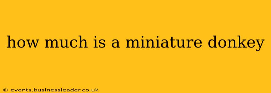 how much is a miniature donkey