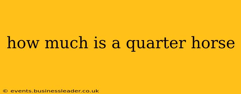 how much is a quarter horse