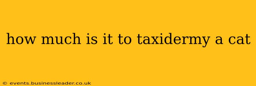 how much is it to taxidermy a cat