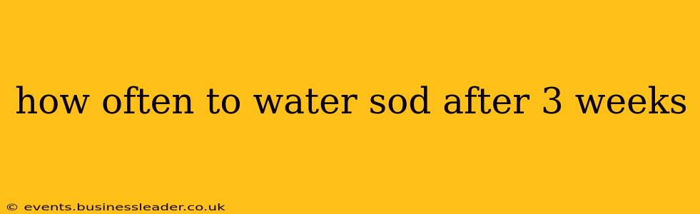 how often to water sod after 3 weeks