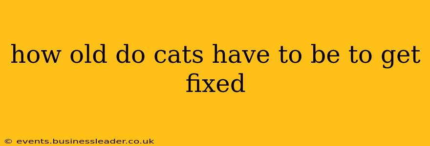 how old do cats have to be to get fixed