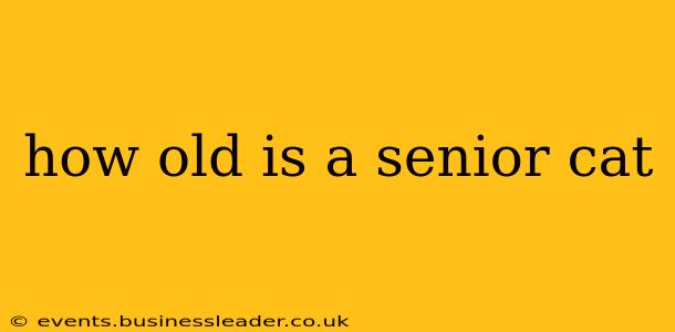 how old is a senior cat