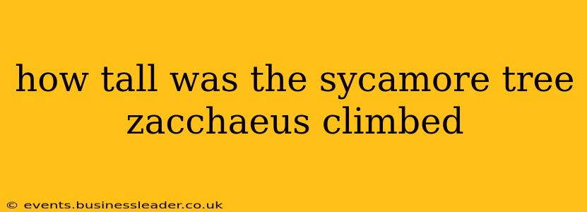 how tall was the sycamore tree zacchaeus climbed