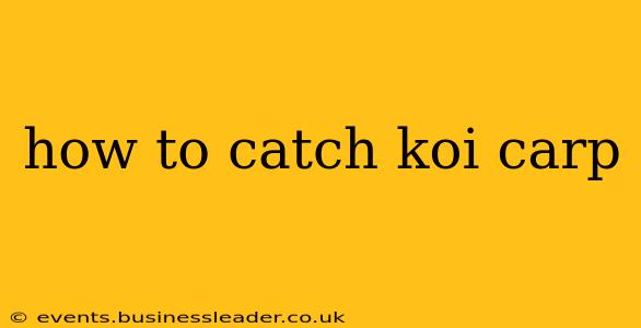 how to catch koi carp