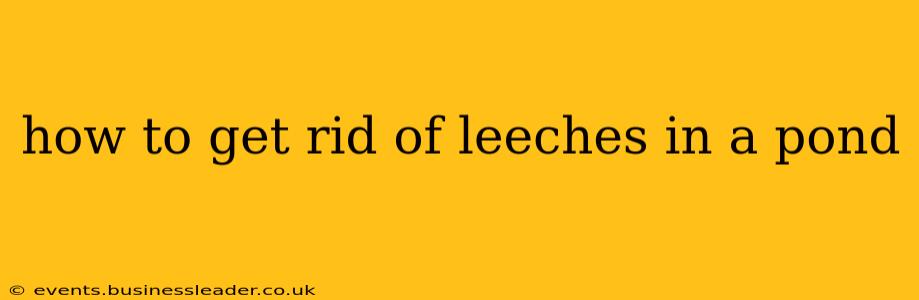 how to get rid of leeches in a pond