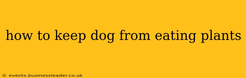 how to keep dog from eating plants
