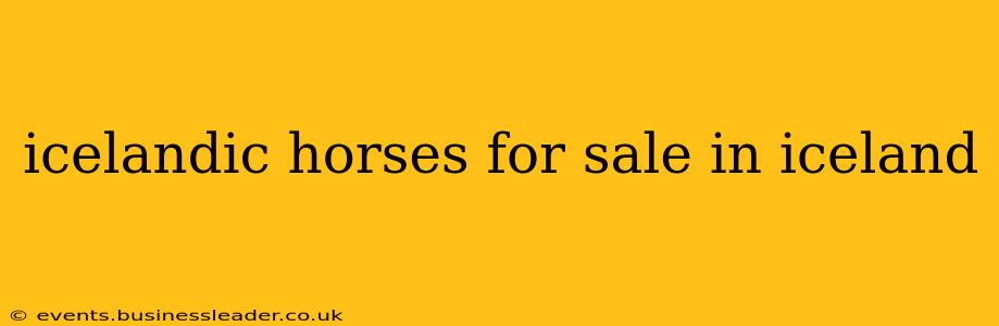icelandic horses for sale in iceland