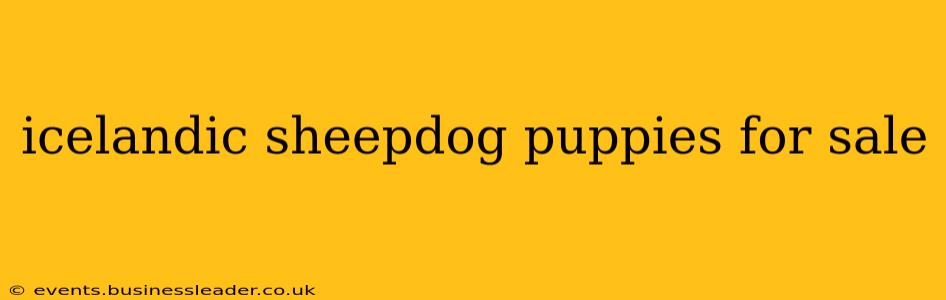 icelandic sheepdog puppies for sale