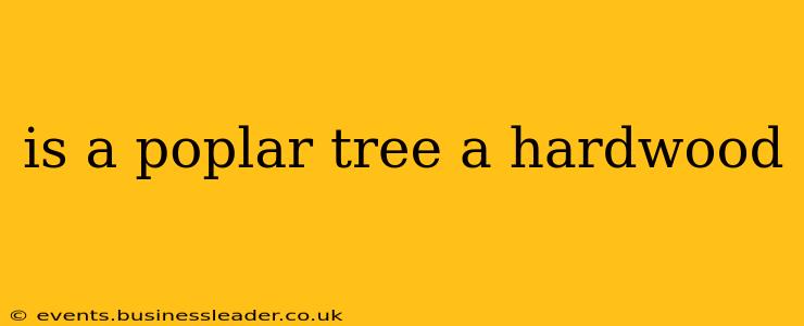 is a poplar tree a hardwood