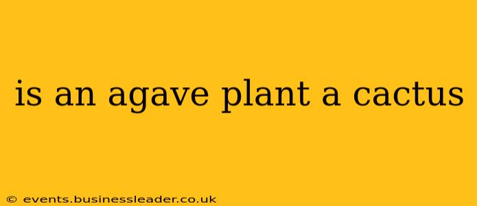 is an agave plant a cactus