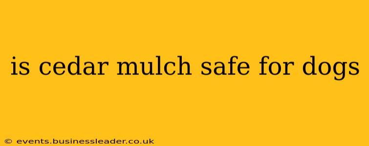 is cedar mulch safe for dogs