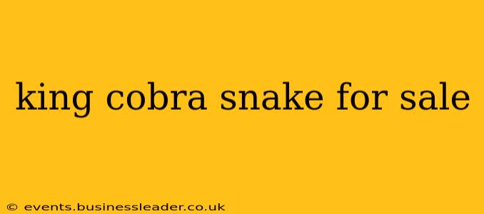 king cobra snake for sale