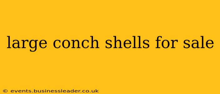 large conch shells for sale
