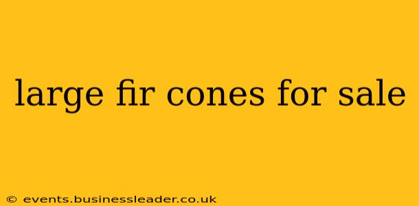 large fir cones for sale