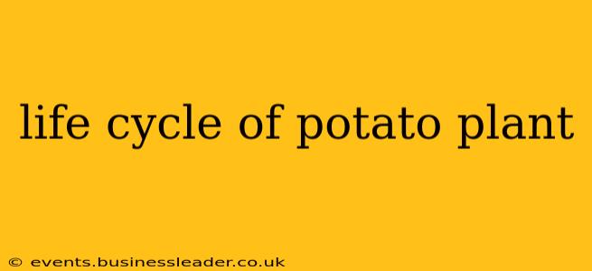 life cycle of potato plant