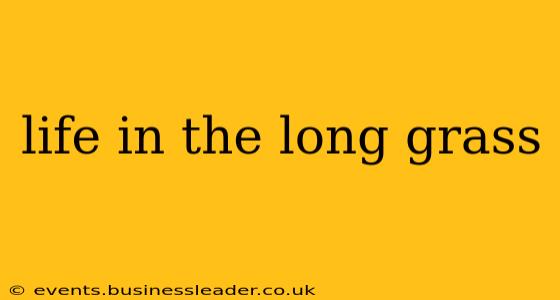 life in the long grass