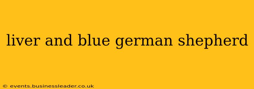 liver and blue german shepherd