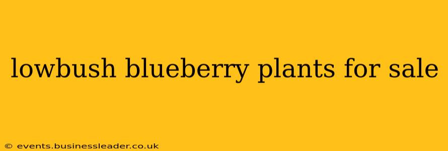 lowbush blueberry plants for sale