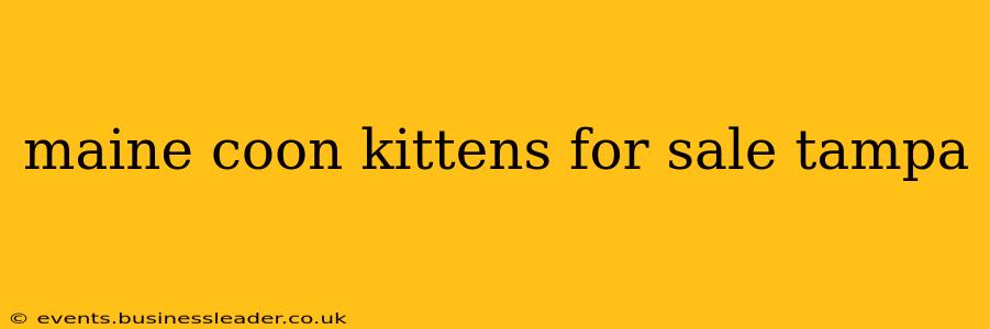 maine coon kittens for sale tampa