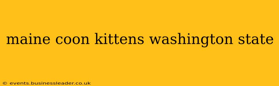 maine coon kittens washington state