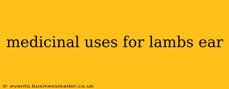 medicinal uses for lambs ear