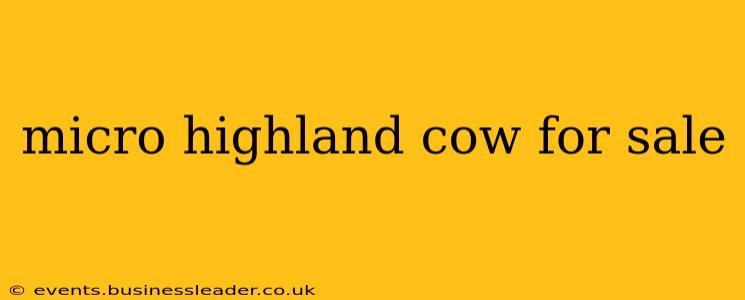 micro highland cow for sale
