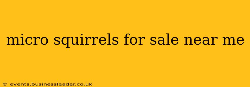 micro squirrels for sale near me