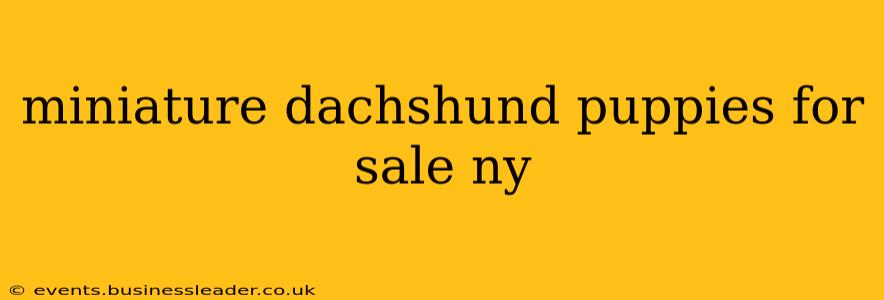 miniature dachshund puppies for sale ny