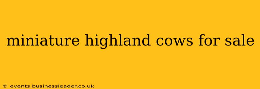 miniature highland cows for sale