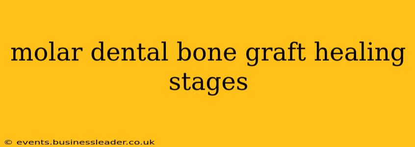 molar dental bone graft healing stages