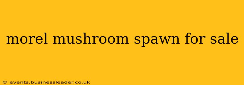 morel mushroom spawn for sale