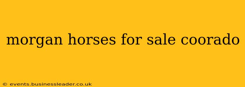 morgan horses for sale coorado