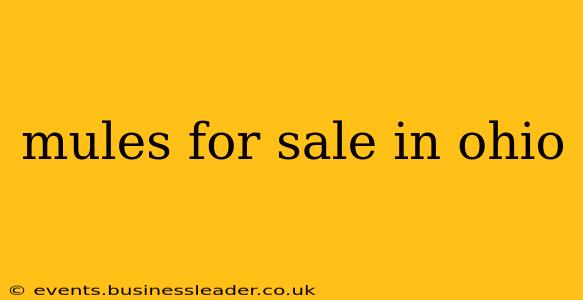 mules for sale in ohio