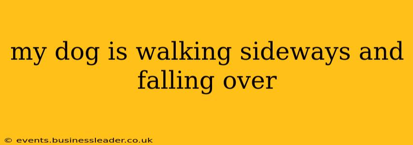 my dog is walking sideways and falling over