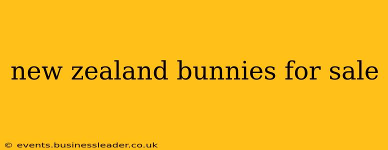 new zealand bunnies for sale