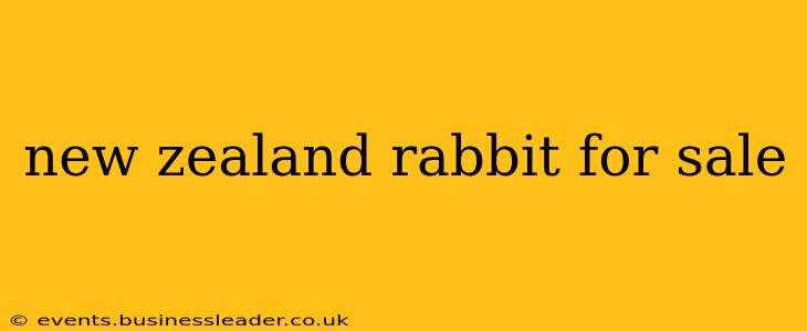 new zealand rabbit for sale