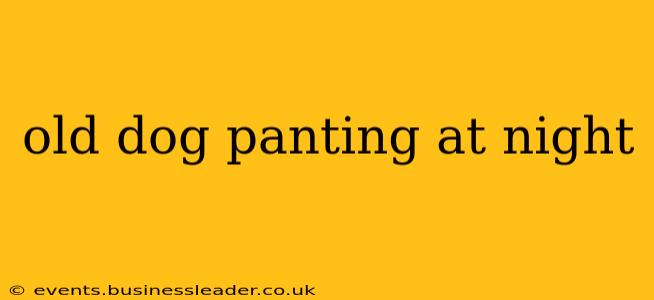 old dog panting at night