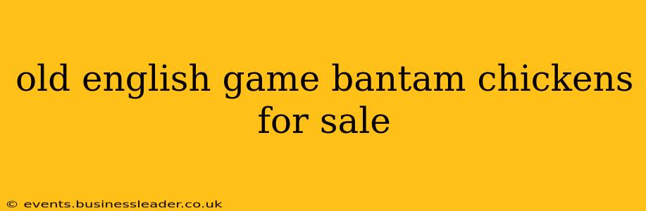 old english game bantam chickens for sale