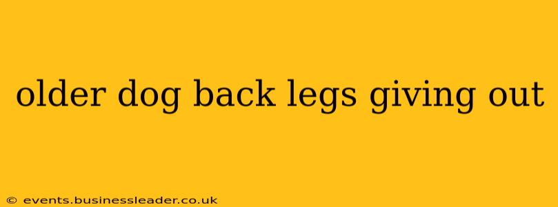 older dog back legs giving out