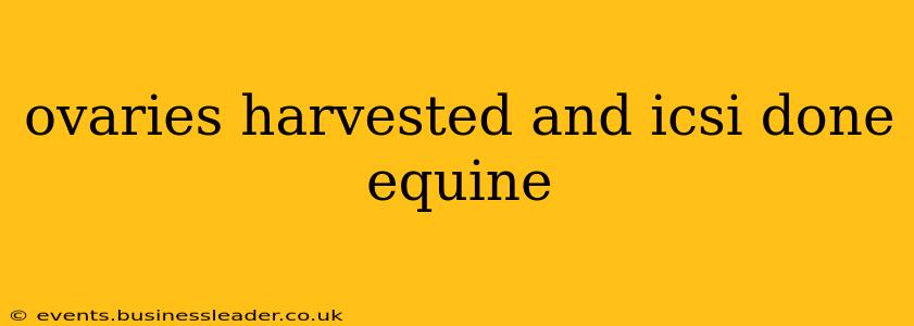 ovaries harvested and icsi done equine
