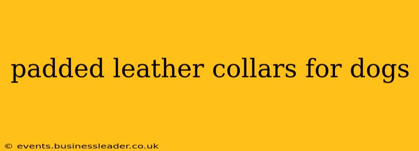 padded leather collars for dogs