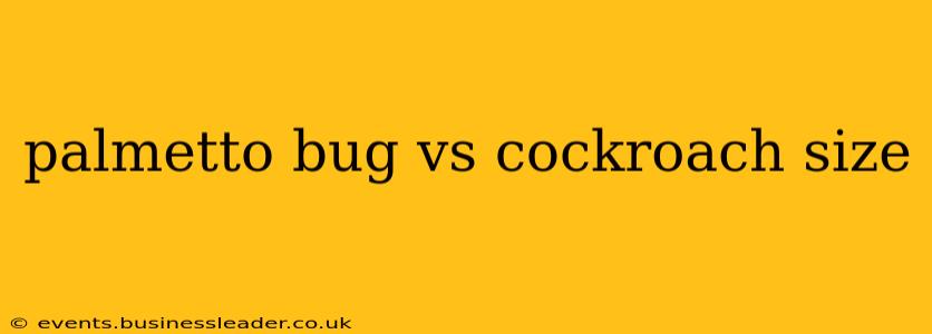 palmetto bug vs cockroach size