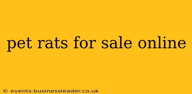 pet rats for sale online