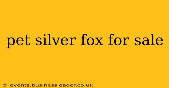 pet silver fox for sale