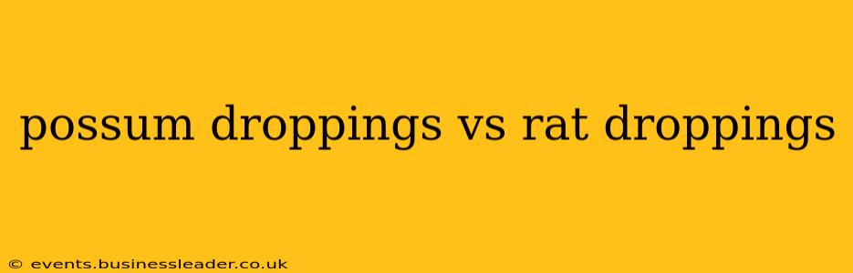 possum droppings vs rat droppings