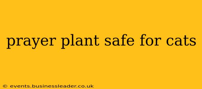prayer plant safe for cats