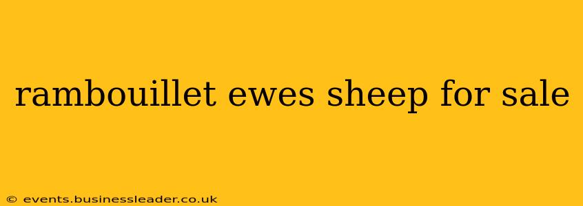 rambouillet ewes sheep for sale